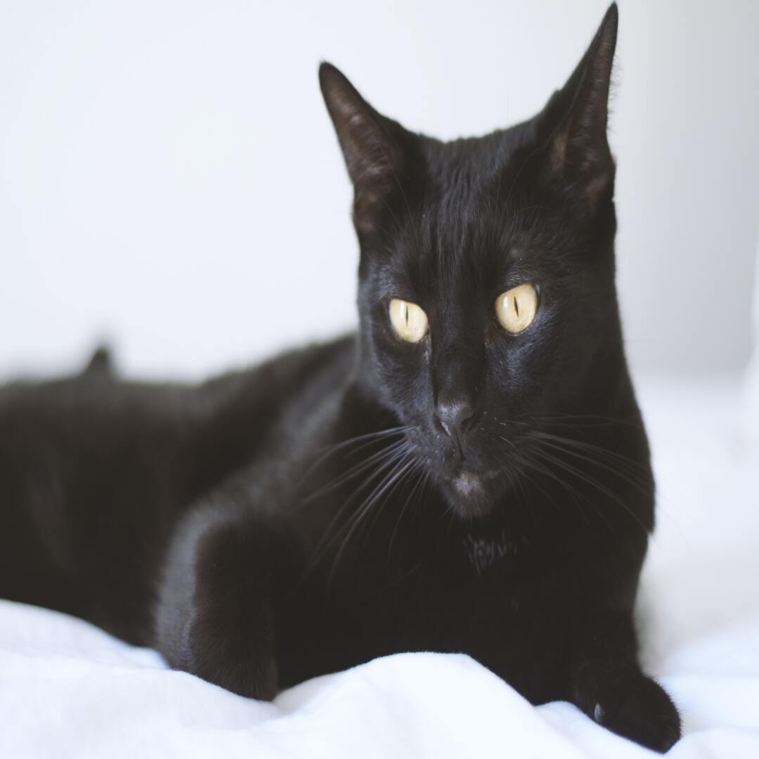 BombayCat