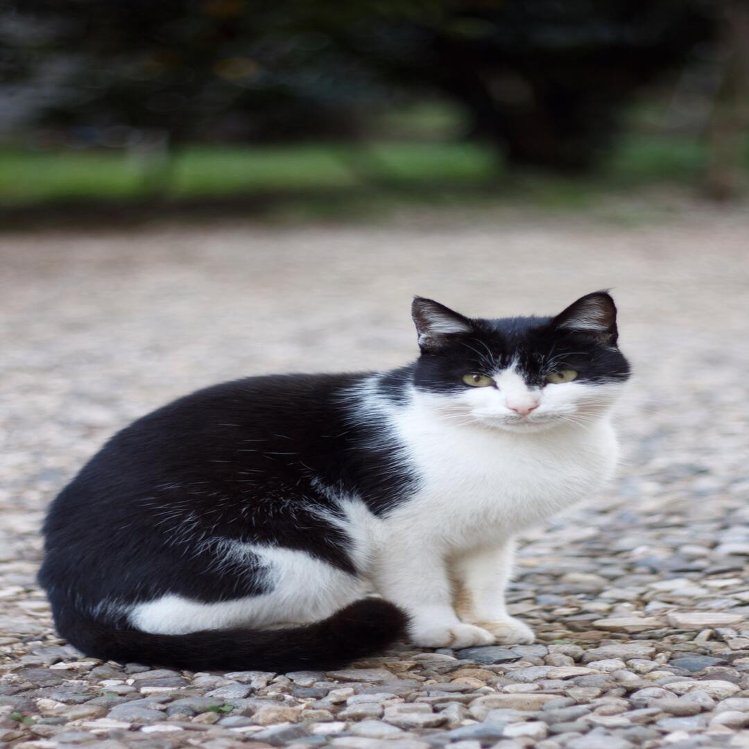 ManxCat