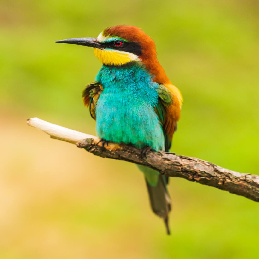 BeeEater