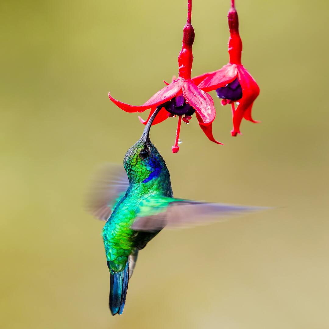 HummingBird