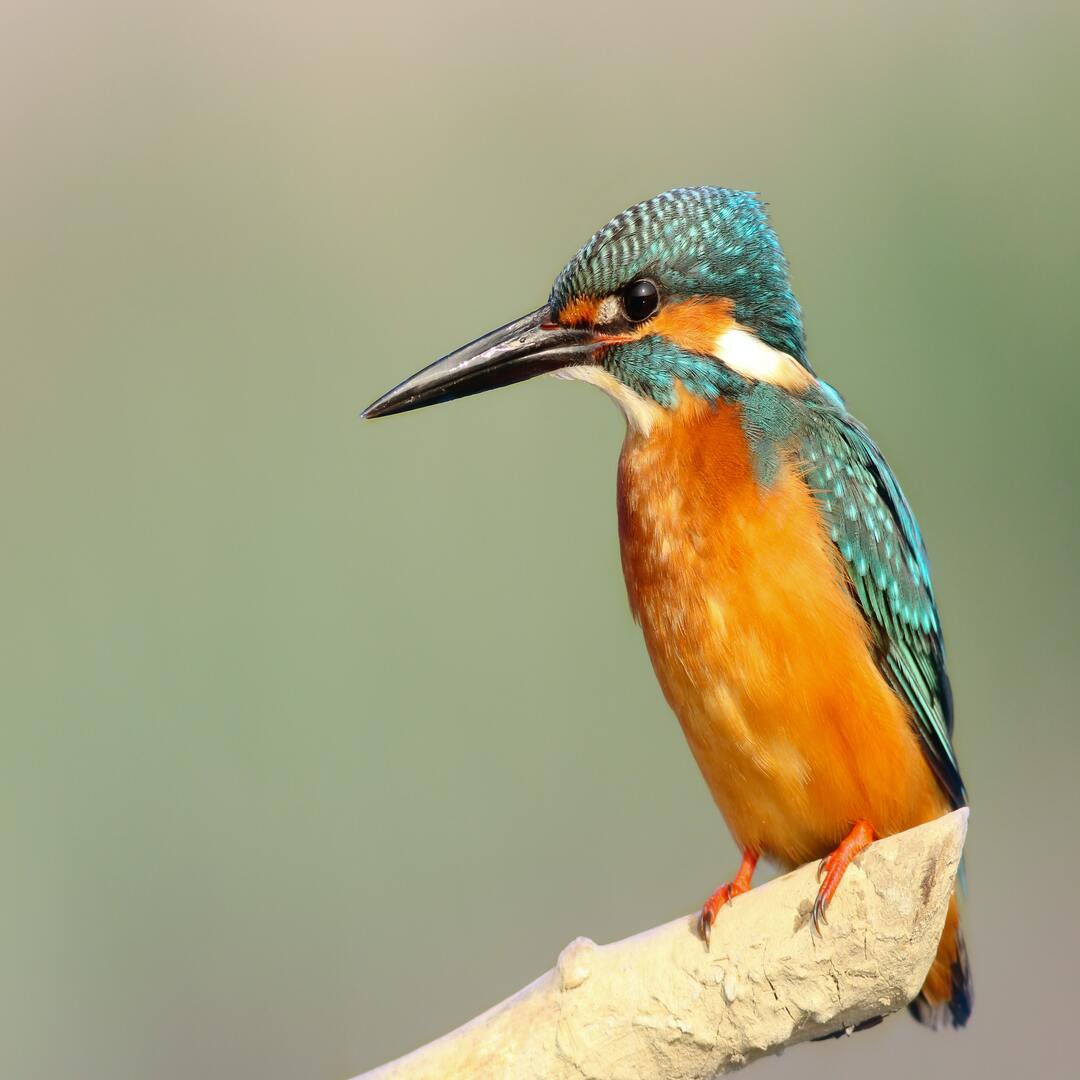 KingFisher