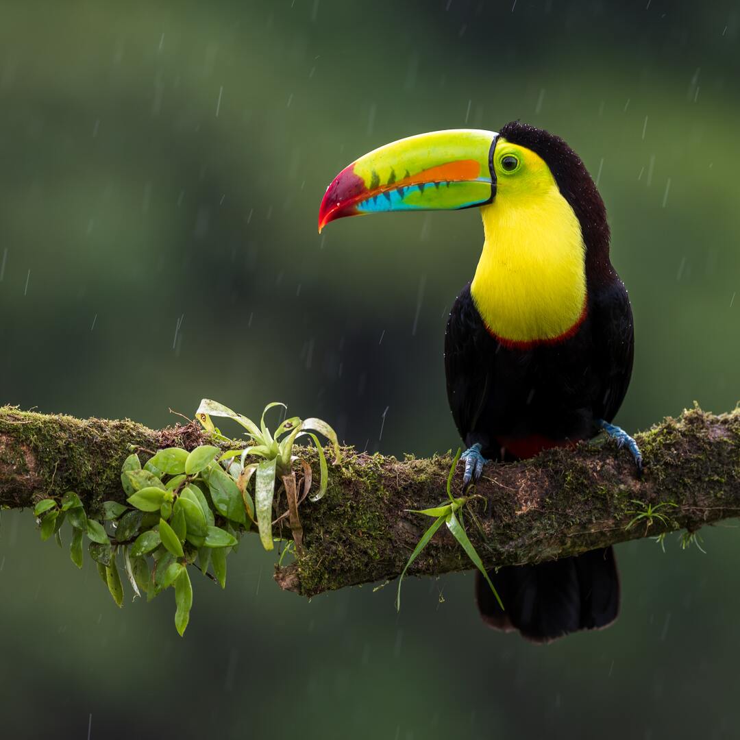 Toucan