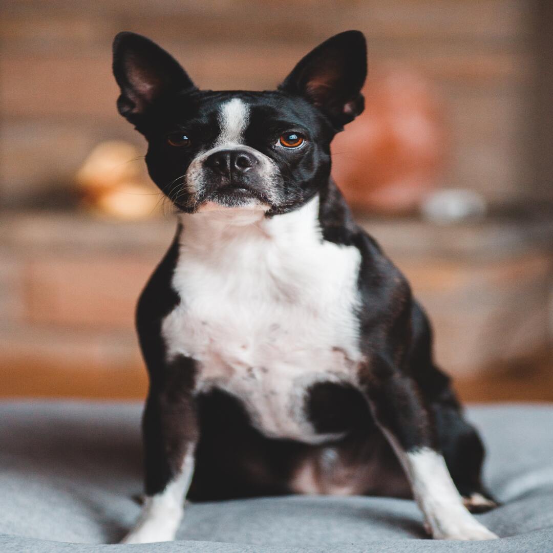 BostonTerrier