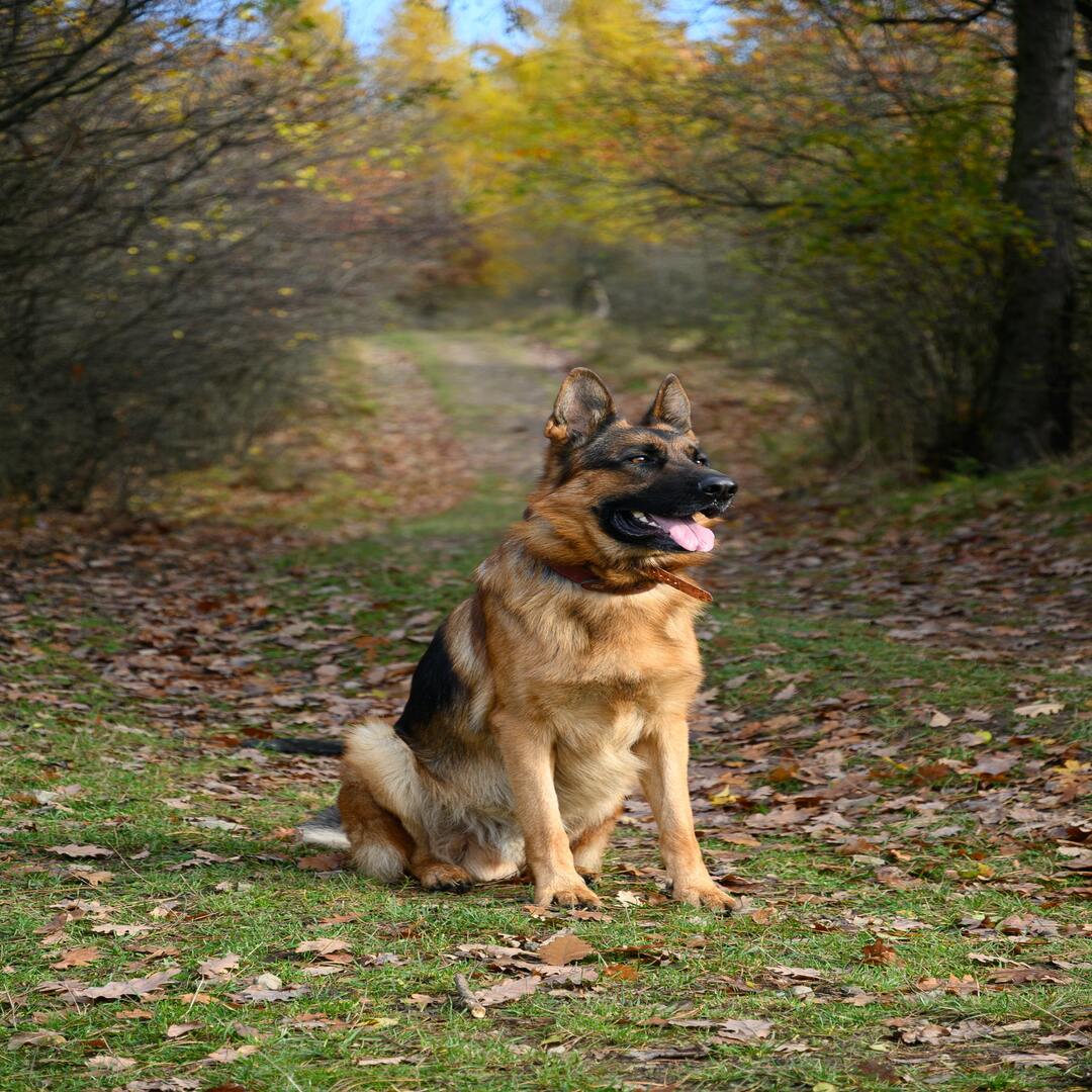 GermanShepherd