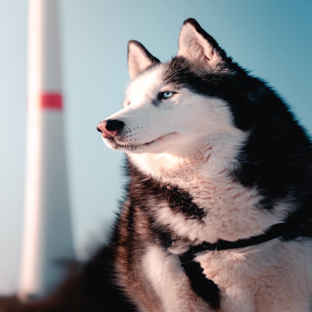 alaskanmalamute