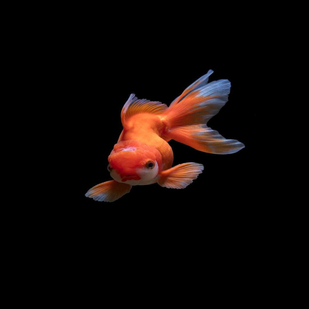 Goldfish