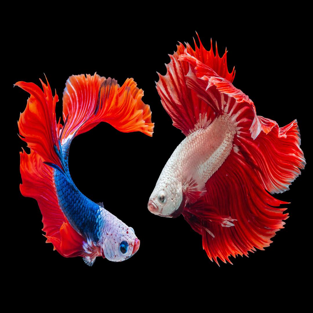 Siamese Fighting Fish