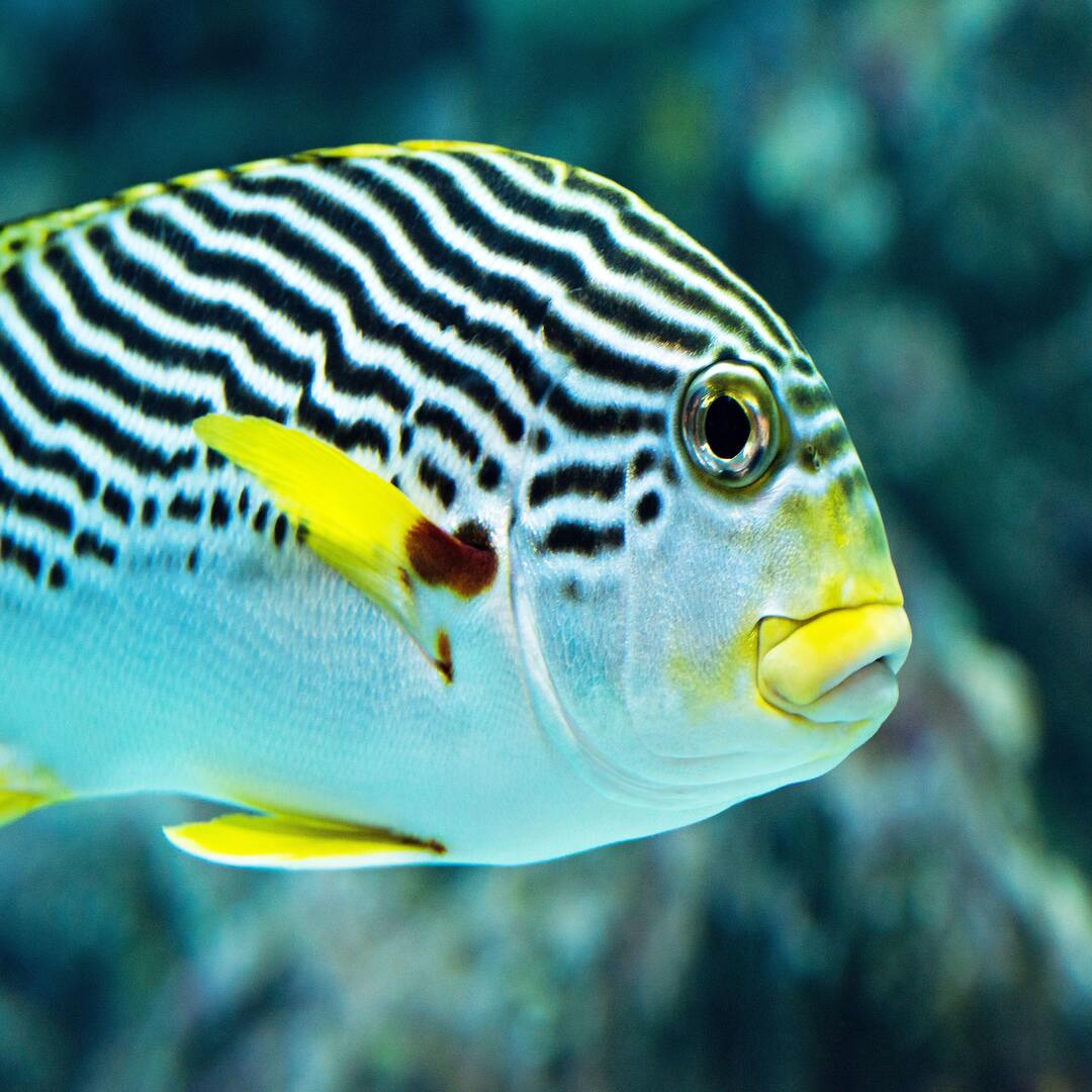  Zebra Fish